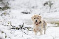 senior beagle dog standing looking at camera waiting for instructions. snowy winter landscape in forest in daylight