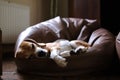 Senior beagle dog westie dog sleeping in a bean bag looking cute and comfortable Royalty Free Stock Photo
