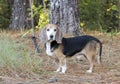 Senior Beagle rabbit hunting dog