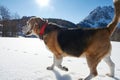 Senior beagle on the snow