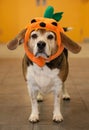 Senior beagle wearing a halloween pumpkin costume on his head