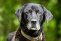 Senior Black Labrador mixed breed dog Royalty Free Stock Photo