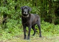 Senior Black Labrador mixed breed dog Royalty Free Stock Photo