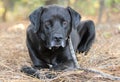 Senior Black Labrador Retreiver mix breed dog outside Royalty Free Stock Photo