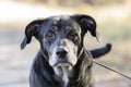 Senior Black Labrador Retriever dog with gray muzzle Royalty Free Stock Photo