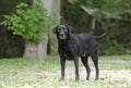 Senior Black Labrador Retriever dog Royalty Free Stock Photo