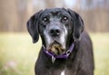 A senior black Retriever mixed breed dog Royalty Free Stock Photo