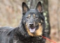 Senior black and tan German Shepherd Dog outside on leash Royalty Free Stock Photo