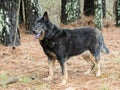 Senior black and tan German Shepherd Dog outside Royalty Free Stock Photo