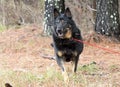 Senior black and tan German Shepherd Dog outside on leash Royalty Free Stock Photo