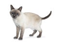 Senior blue point Thai cat, Isolated on white background.