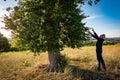 Senior botanist touching leaves of the magic tree at sunset #04