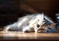 Senior cat leeping on a wooden floor. Old pets, their behavior and features. Space for advertising project or design