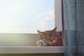 Senior cat is lying on the window sill in the sunlight. An adult pet sleep