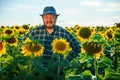 senior Caucasian handsome happy bearded man farmer standing in sunflower field Royalty Free Stock Photo