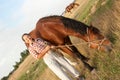 Senior caucasian woman with her horse Royalty Free Stock Photo