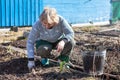 Senior Caucasian woman plants potatoes in her garden