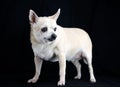 Senior Chihuahua dog Royalty Free Stock Photo