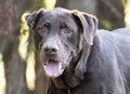 Senior Chocolate Labrador dog with chronic ear infection in right ear Royalty Free Stock Photo