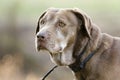 Senior Chocolate Labrador Retriever Dog Royalty Free Stock Photo