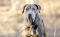 Senior Chocolate Labrador Retriever Dog Royalty Free Stock Photo