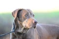 Senior Chocolate Labrador Retriever Dog Royalty Free Stock Photo