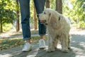 Senior cocker spaniel or old dog walking with woman in park at sunny day Royalty Free Stock Photo