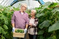 Senior couple with box of cucumbers on farm Royalty Free Stock Photo