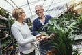 Senior couple are choosing potted plant at garden center Royalty Free Stock Photo