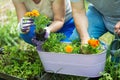 Senior couple gardening