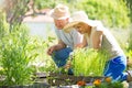 Senior couple gardening