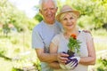 Senior couple gardening