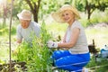 Senior couple gardening