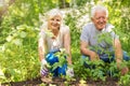 Senior couple gardening