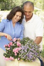 Senior Couple Gardening Together Royalty Free Stock Photo