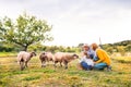 Senior couple with grandaughter feeding sheep on the farm. Royalty Free Stock Photo