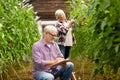 Senior couple growing tomatoes at farm greenhouse Royalty Free Stock Photo