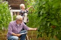 Senior couple growing tomatoes at farm greenhouse Royalty Free Stock Photo