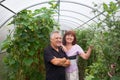 Senior couple growing tomatoes at greenhouse on farm Royalty Free Stock Photo