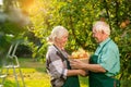 Senior couple holding apple basket. Royalty Free Stock Photo