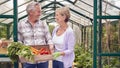 Senior Couple Holding Box Of Home Grown Vegetables In Greenhouse Royalty Free Stock Photo