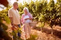 Senior couple in love in vineyard before harvesting Royalty Free Stock Photo