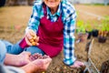 Senior couple planting onions in their garden into soil Royalty Free Stock Photo