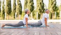 Senior couple practicing Bhujangasana while doing yoga together in park on sunny morning Royalty Free Stock Photo