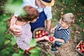 A senior couple with small grandson picking apples in orchard. Royalty Free Stock Photo