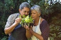 Senior couple smelling plants in garden