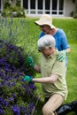 Senior couple trimming lavender