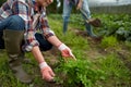 Senior couple working in garden or at summer farm Royalty Free Stock Photo