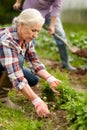 Senior couple working in garden or at summer farm Royalty Free Stock Photo