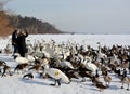 Trumpeter swan feeding in Winter Royalty Free Stock Photo